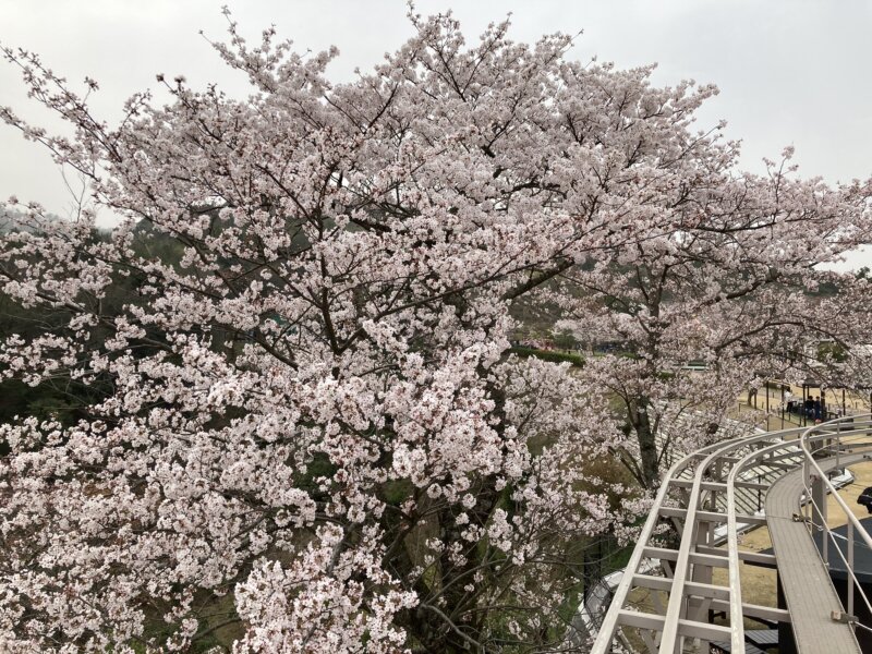 サイクルカーから見る桜